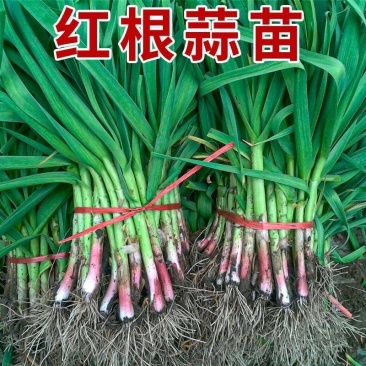 红根蒜苗/本地蒜苗/产区发货/大量有货/
