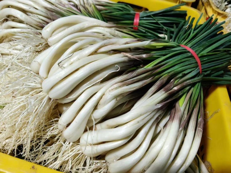 湖南藠头对接全国市场量大从优价格美丽质量好走货快欢迎询价