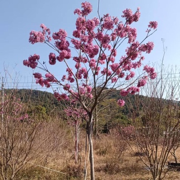 紫花风铃木，高3.5-4米，米径8-10公分，落叶观花乔
