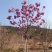 紫花风铃木，高3.5-4米，米径8-10公分，落叶观花乔