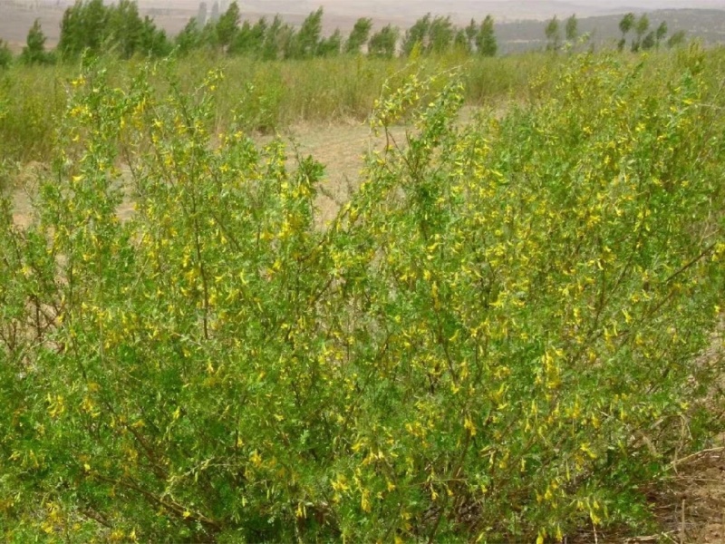 柠条种子林灌木多年生柠条耐旱耐寒耐高温薪炭材花朵好看