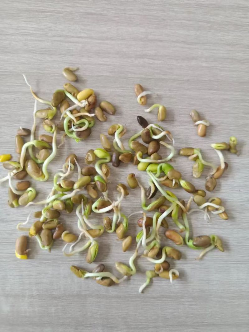 柠条种子林灌木多年生柠条耐旱耐寒耐高温薪炭材花朵好看