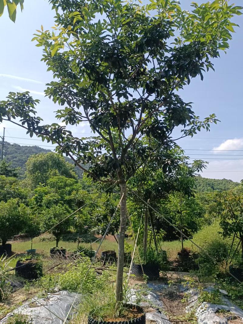 紫花风铃木，高3.5-4米，米径8-10公分，落叶观花乔