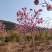 紫花风铃木，高3.5-4米，米径8-10公分，落叶观花乔