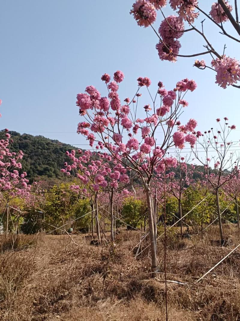 紫花风铃木，高3.5-4米，米径8-10公分，落叶观花乔