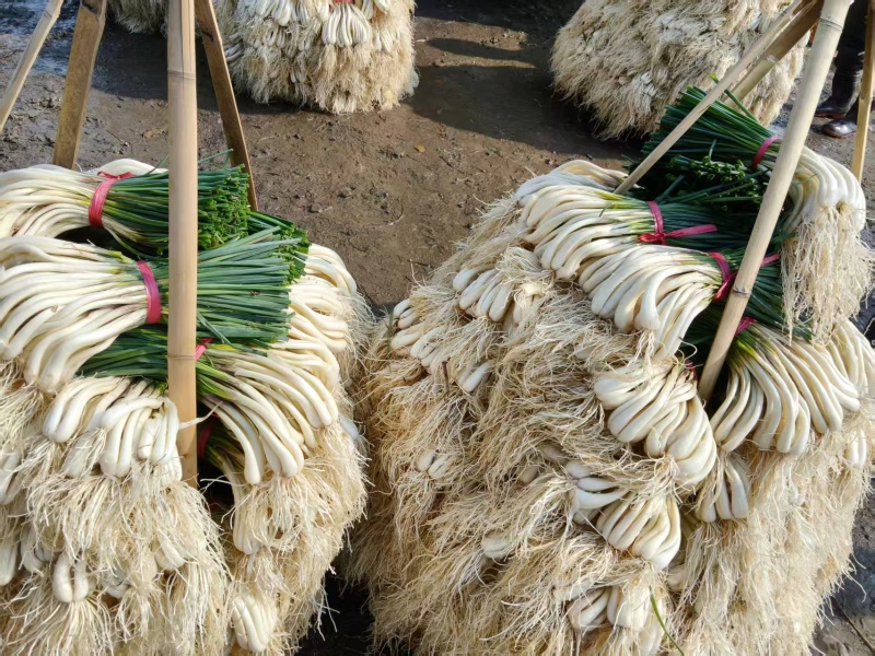 湖南藠头对接全国市场价格美丽走货快欢迎询价热卖