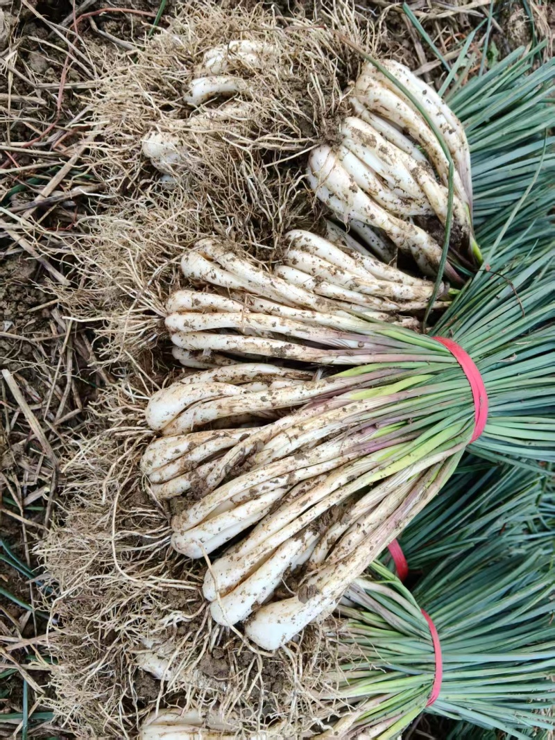 湖南藠头对接全国市场价格美丽走货快欢迎询价热卖