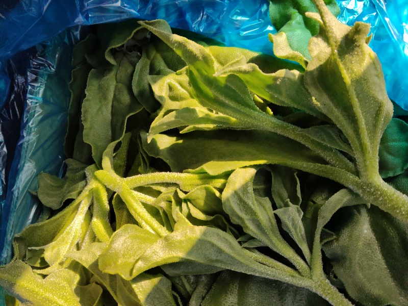 精品冰草