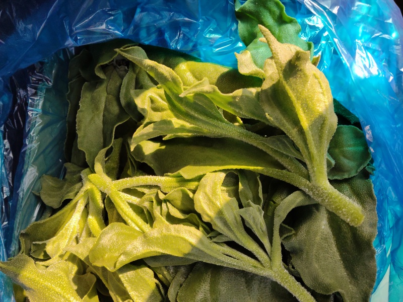 精品冰草