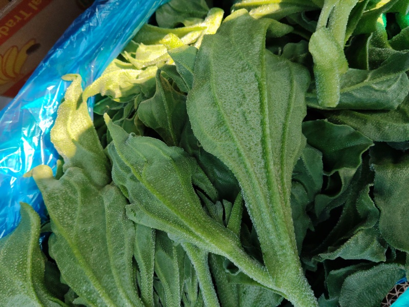 精品冰草
