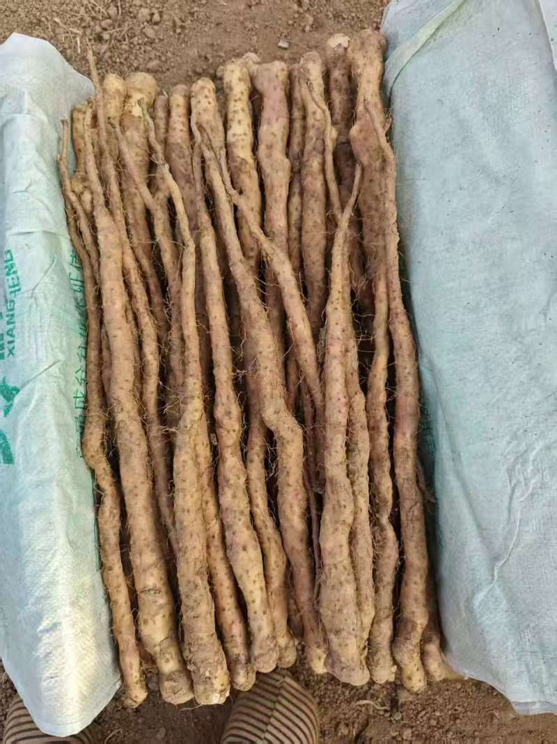 精品铁棍苗，各种规格都有，欢迎全国各地客户洽谈合作…