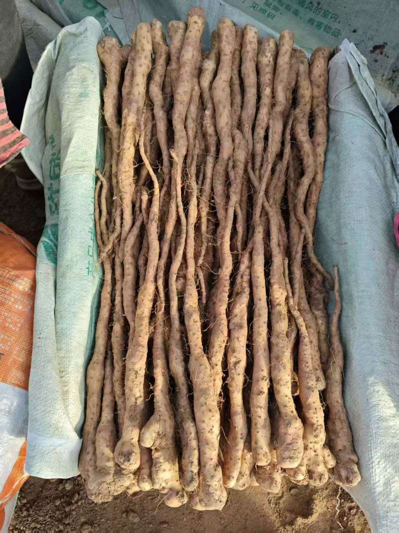 精品铁棍苗，各种规格都有，欢迎全国各地客户洽谈合作…