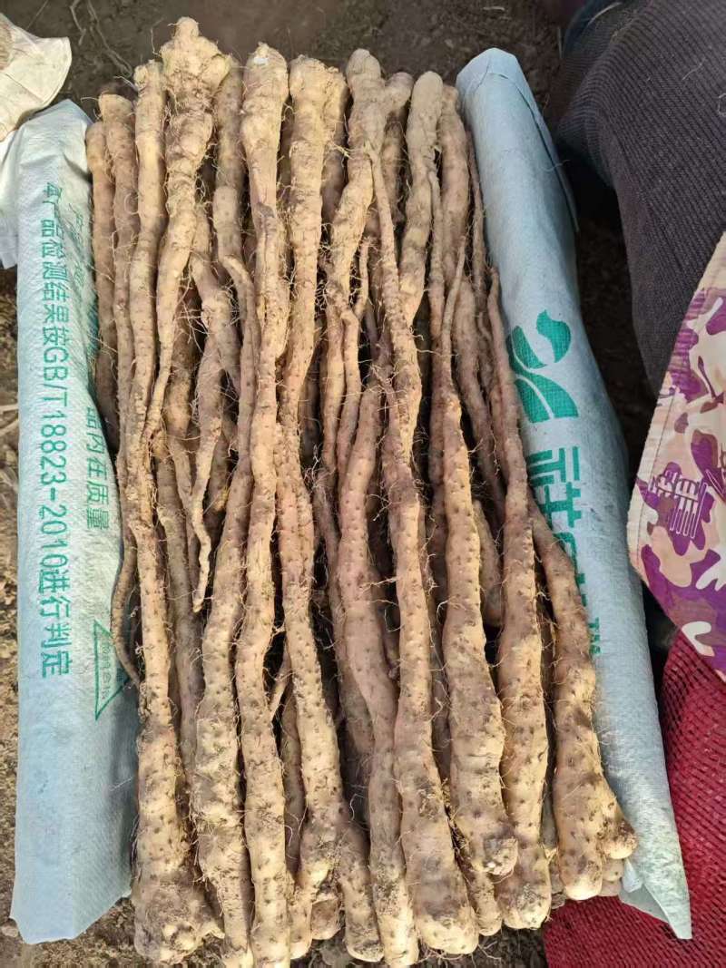 精品铁棍苗，各种规格都有，欢迎全国各地客户洽谈合作…