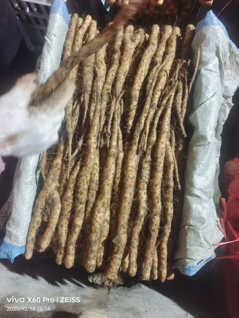 精品铁棍苗，各种规格都有，欢迎全国各地客户洽谈合作…