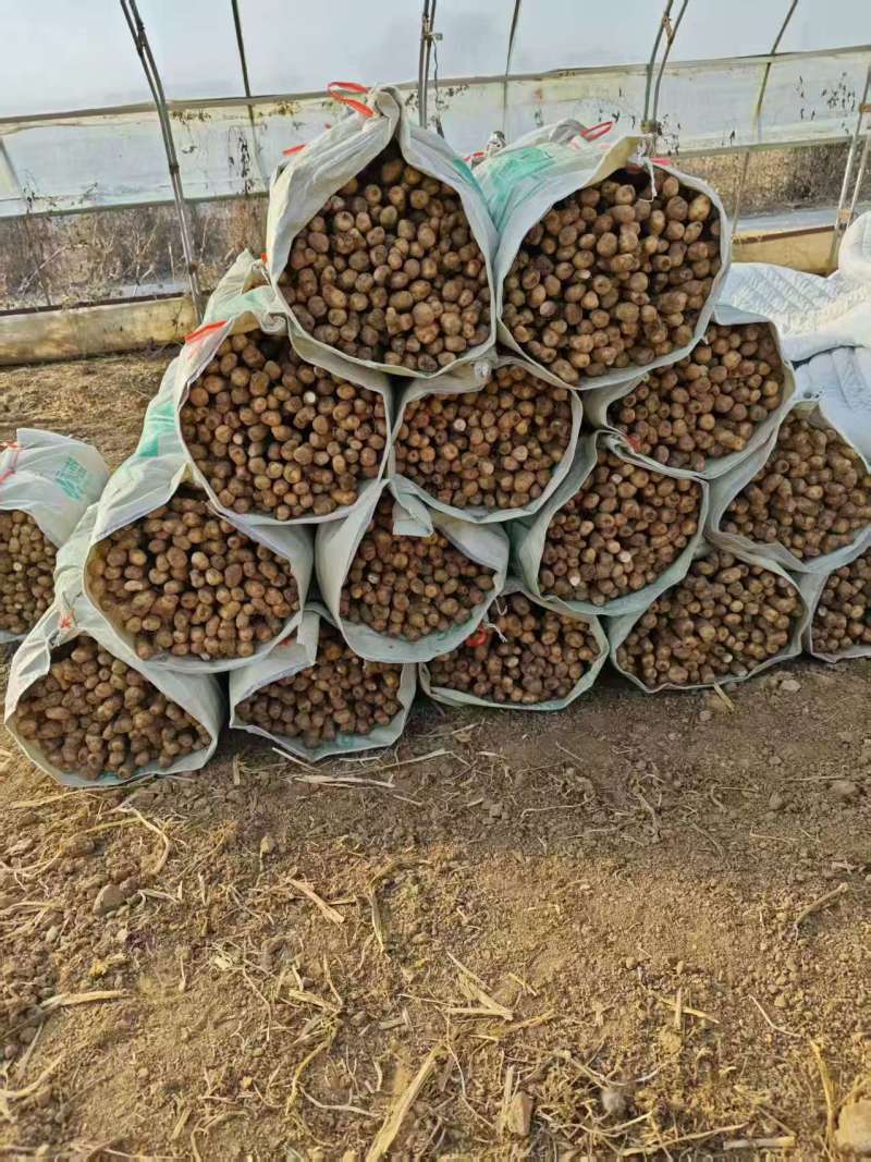 精品铁棍苗，各种规格都有，欢迎全国各地客户洽谈合作…