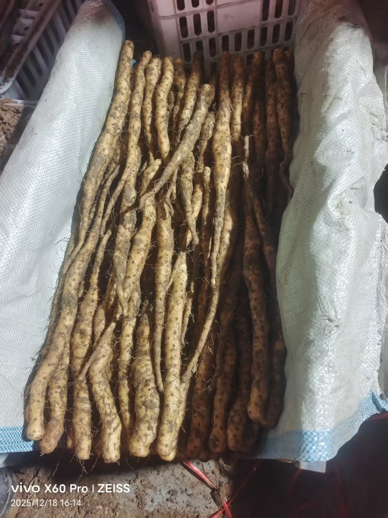 精品铁棍苗，各种规格都有，欢迎全国各地客户洽谈合作…