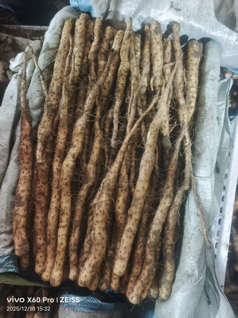 精品铁棍苗，各种规格都有，欢迎全国各地客户洽谈合作…