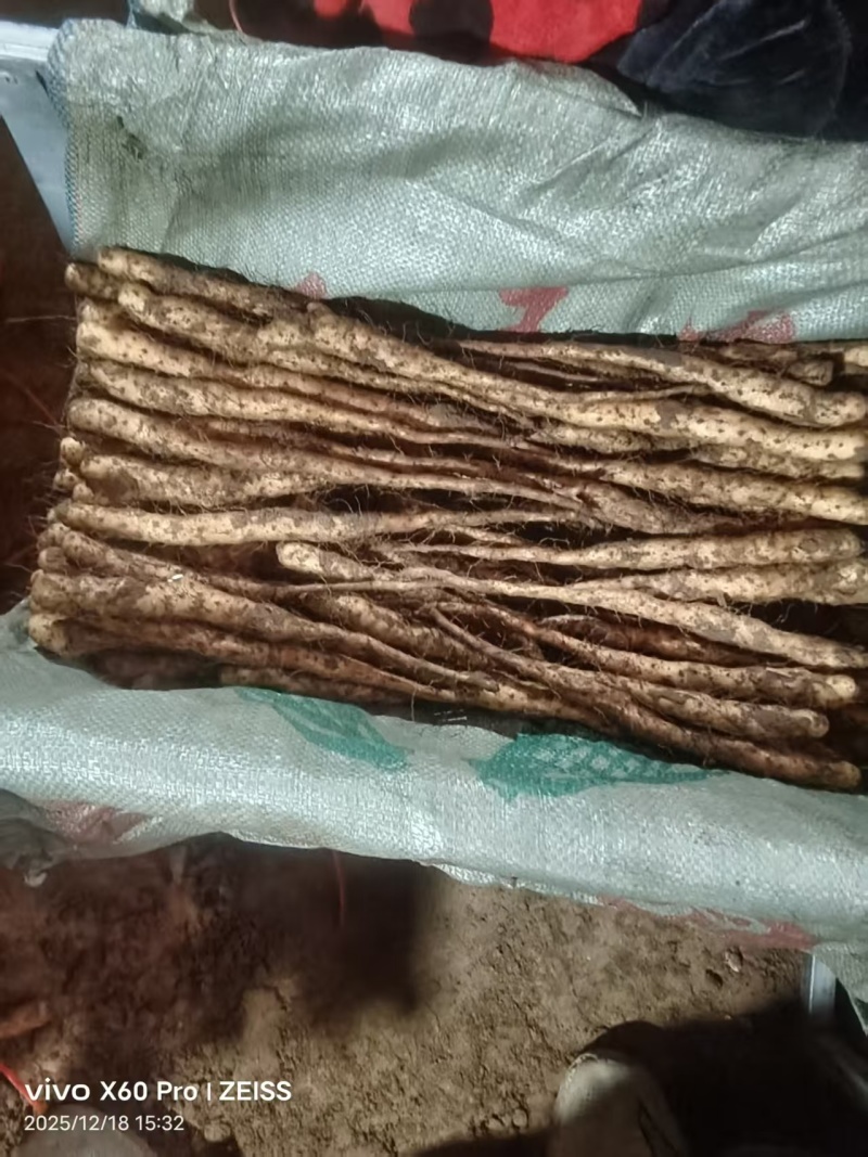 精品铁棍苗，各种规格都有，欢迎全国各地客户洽谈合作…