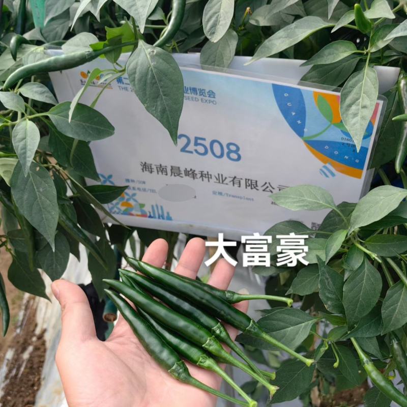 海南晨峰大富豪青红两用大果单生朝天椒种子杂交中早熟小米椒