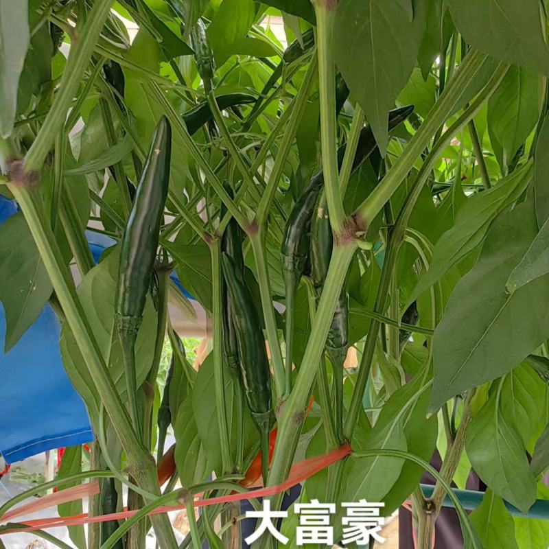 海南晨峰大富豪青红两用大果单生朝天椒种子杂交中早熟小米椒