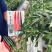 海南晨峰大富豪青红两用大果单生朝天椒种子杂交中早熟小米椒