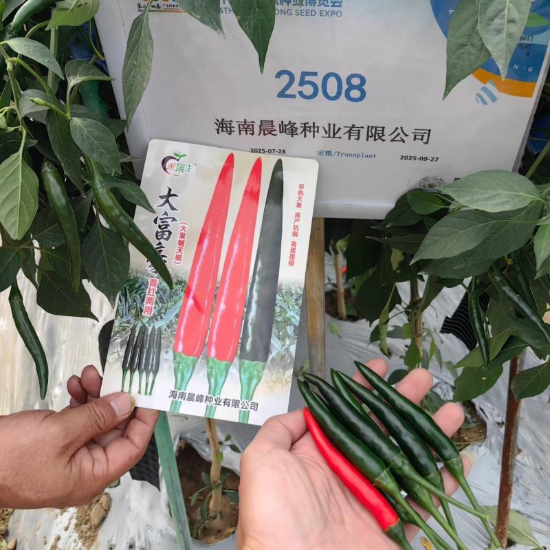 海南晨峰大富豪青红两用大果单生朝天椒种子杂交中早熟小米椒