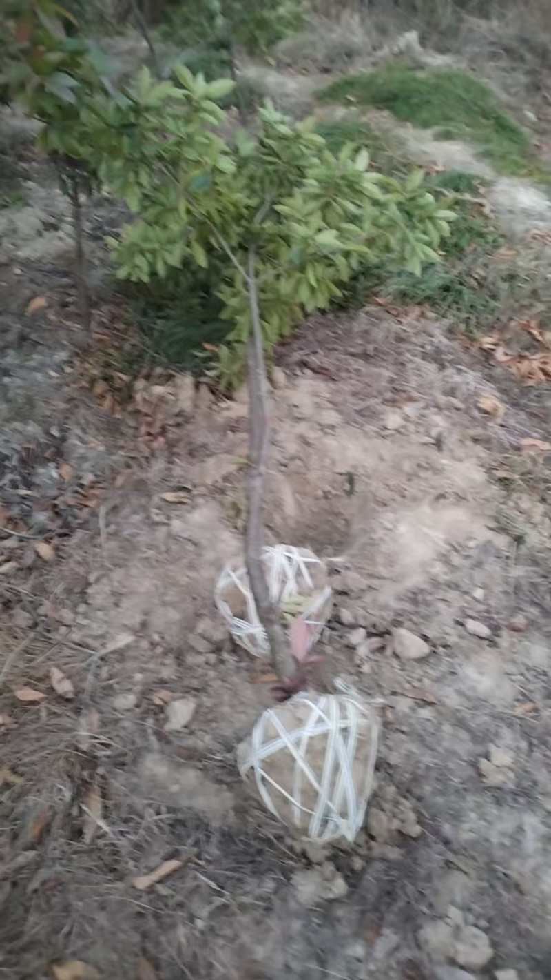 木荷