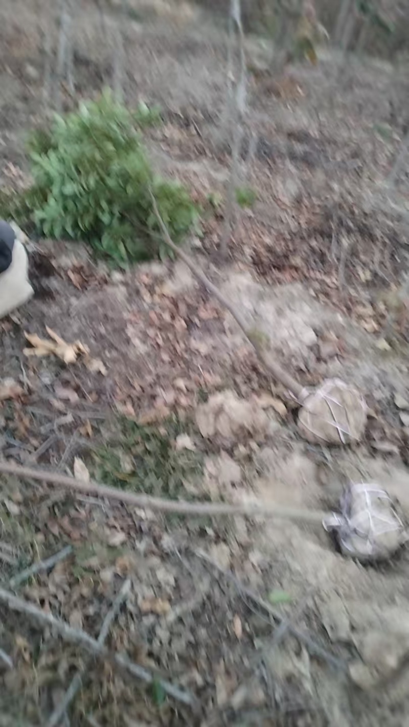 木荷