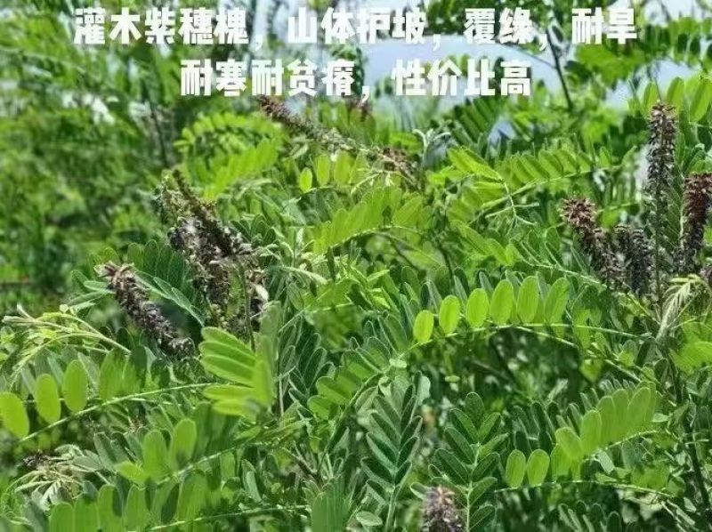 紫穗槐种子厂家一手货源批发品质保证价格便宜欢迎下单咨询