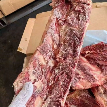 牛羽骨