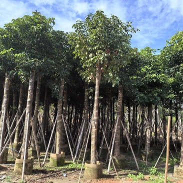 秋枫重阳木大量清场3-50公分。还有各种品种不落叶