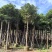 秋枫重阳木大量清场3-50公分。还有各种品种不落叶