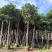 秋枫重阳木大量清场3-50公分。还有各种品种不落叶