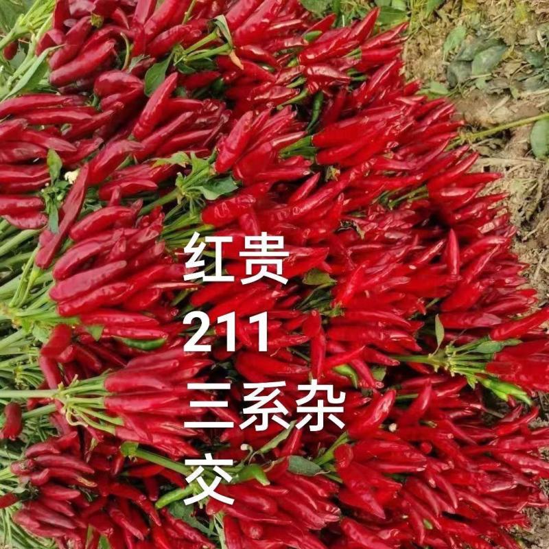 红贵211簇生朝天椒三系杂交辣椒种子早熟抗倒耐热耐湿不发
