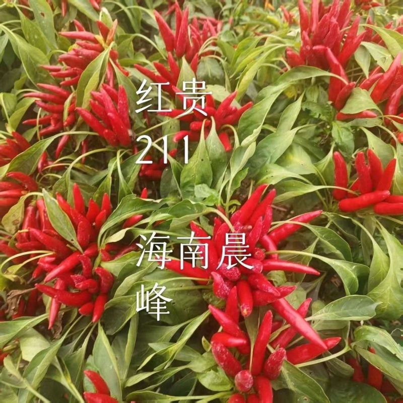 红贵211簇生朝天椒三系杂交辣椒种子早熟抗倒耐热耐湿不发