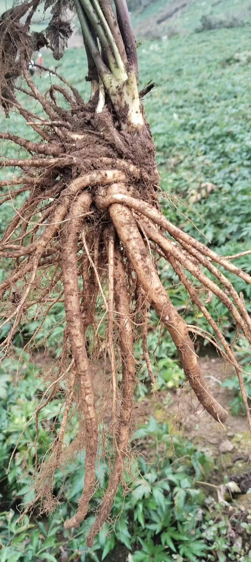 【四川药当归】药当归/鲜当归/高海拔种植/产地直供
