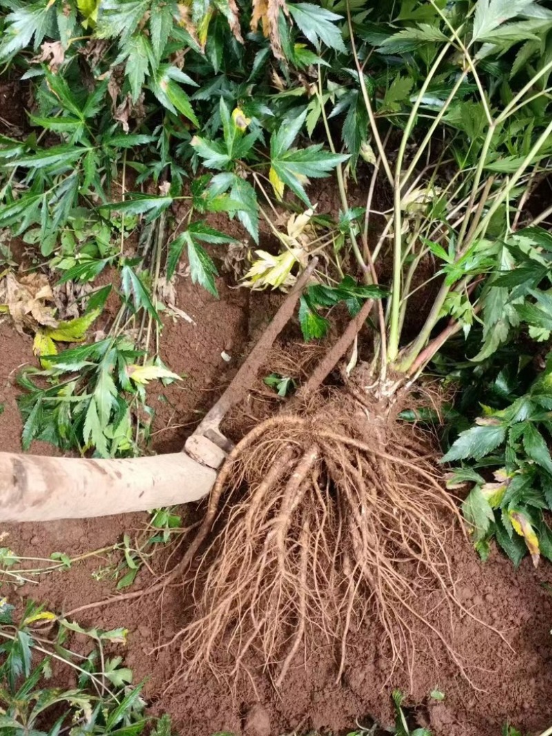 【四川药当归】药当归/鲜当归/高海拔种植/产地直供