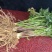 【四川药当归】药当归/鲜当归/高海拔种植/产地直供