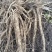 【四川药当归】药当归/鲜当归/高海拔种植/产地直供