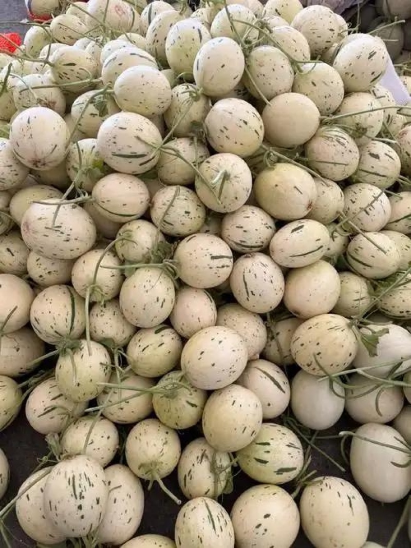 山东产地直发，蜜露甜瓜香瓜哈密瓜