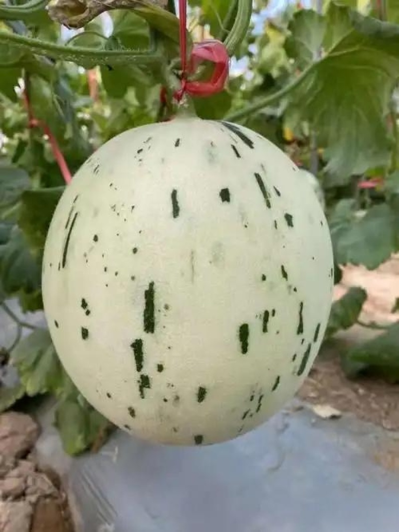 山东产地直发，蜜露甜瓜香瓜哈密瓜