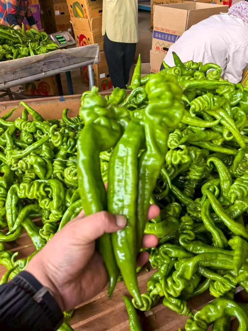 广东螺丝椒大量供应中/对接市场档口商超/量大从优规格齐全
