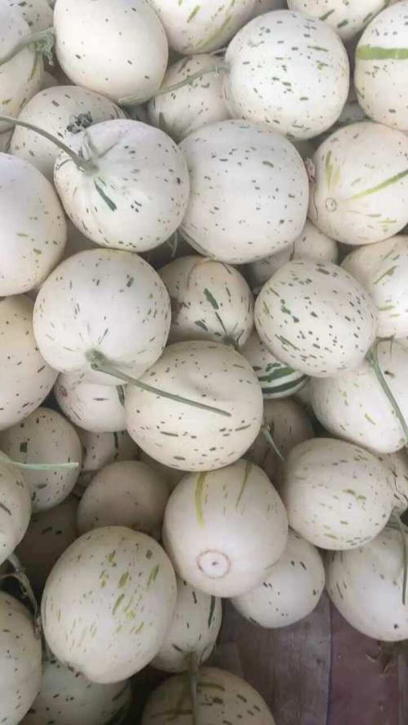 山东产地直发，蜜露甜瓜香瓜哈密瓜