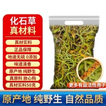 包邮）东北吉林长白山野生化石草化石草500克