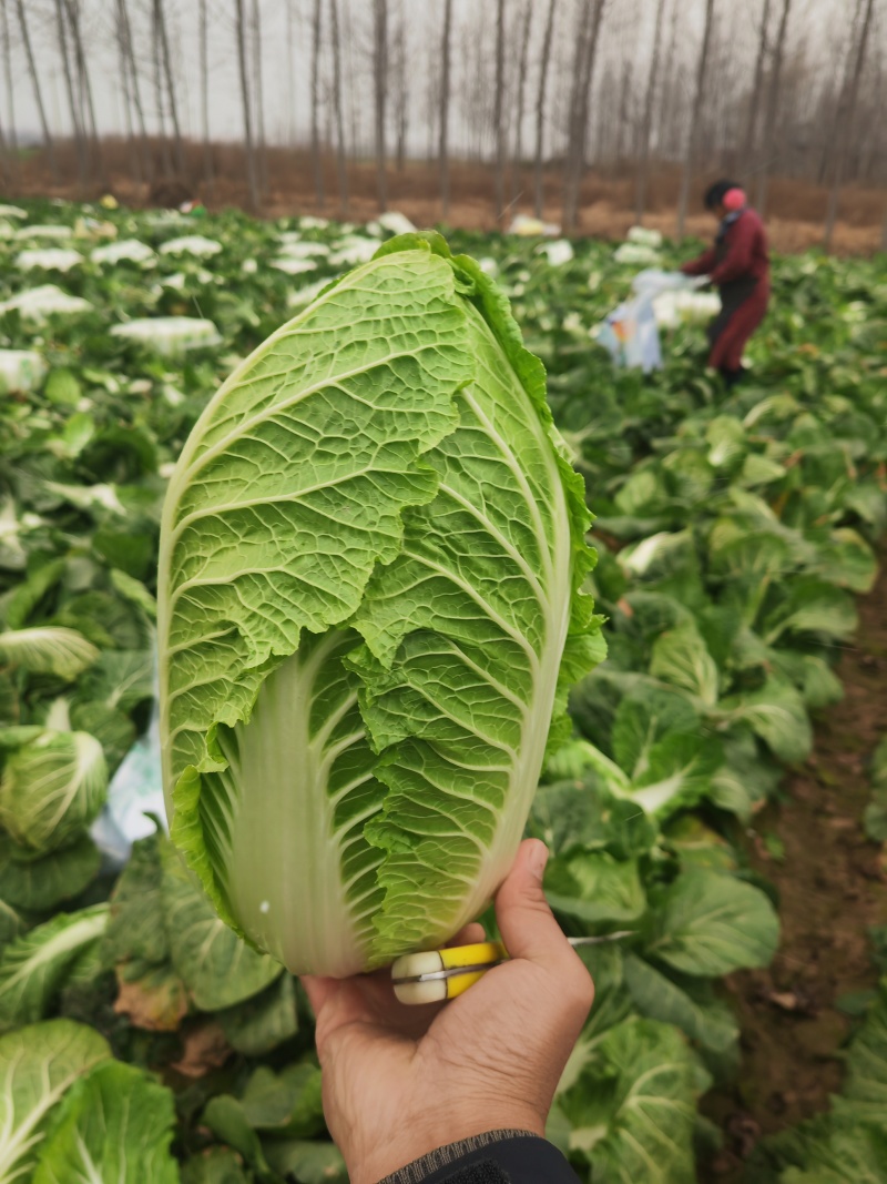 河南黄心大白菜，对接市场商超全国发货，提供一条龙服务