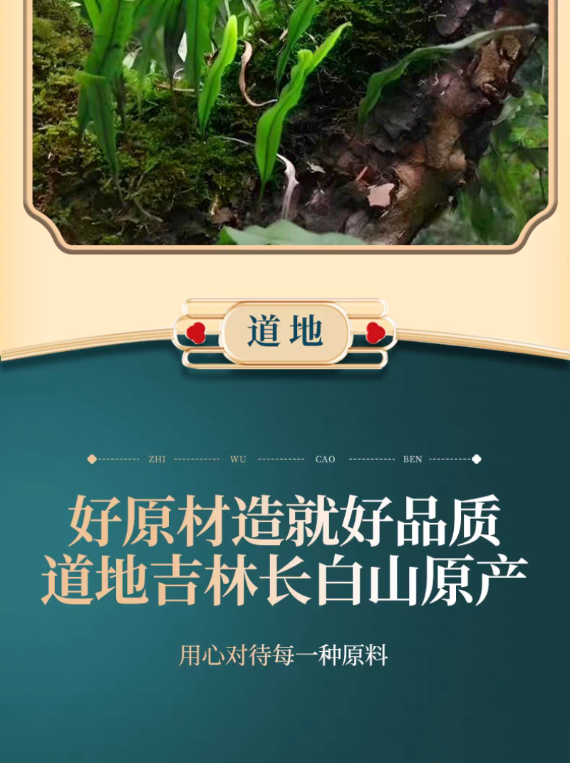 包邮）东北吉林长白山野生化石草化石草500克