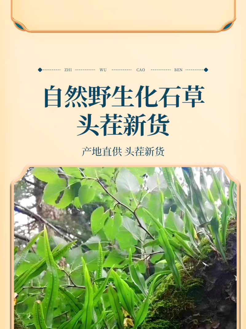 包邮）东北吉林长白山野生化石草化石草500克