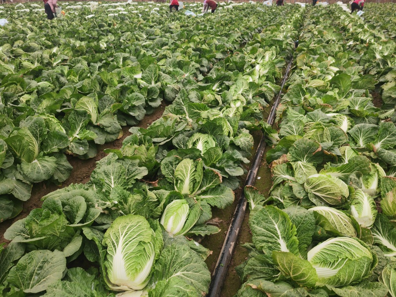 河南黄心大白菜，对接市场商超全国发货，提供一条龙服务