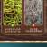 包邮）东北吉林长白山野生化石草化石草500克