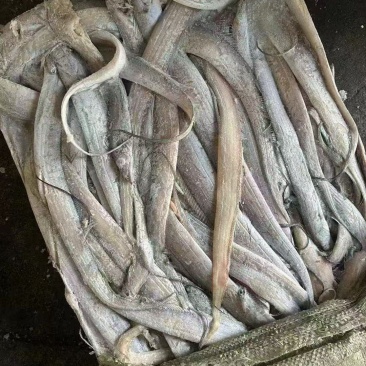 罐头带鱼4/5/6现货有100吨